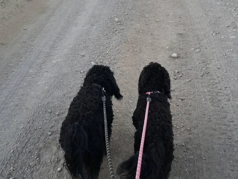 Haven Goldendoodles photo 1