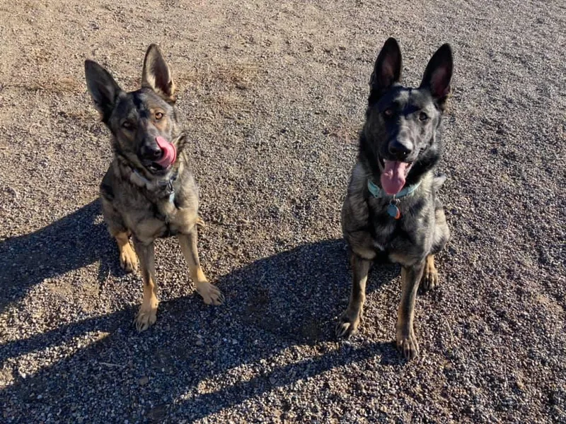 Haven Haus Kennels