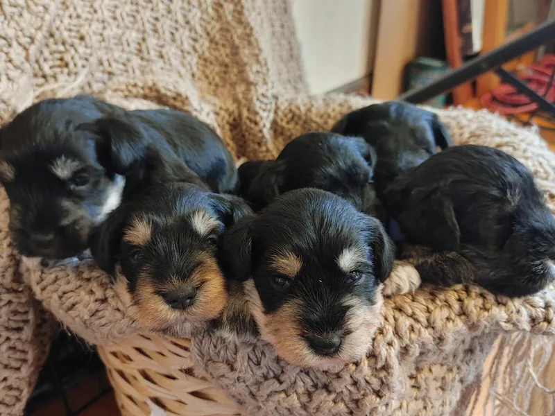 Haven Hill Schnauzers