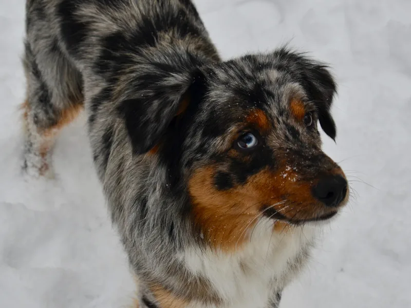 HaVen Homestead Miniature Australian Shepherds