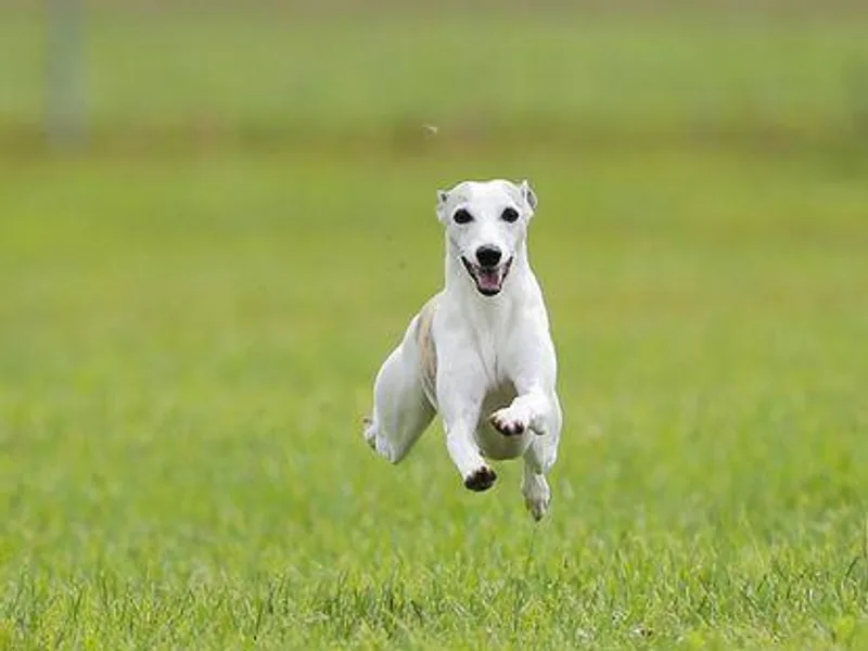 Haven Whippets