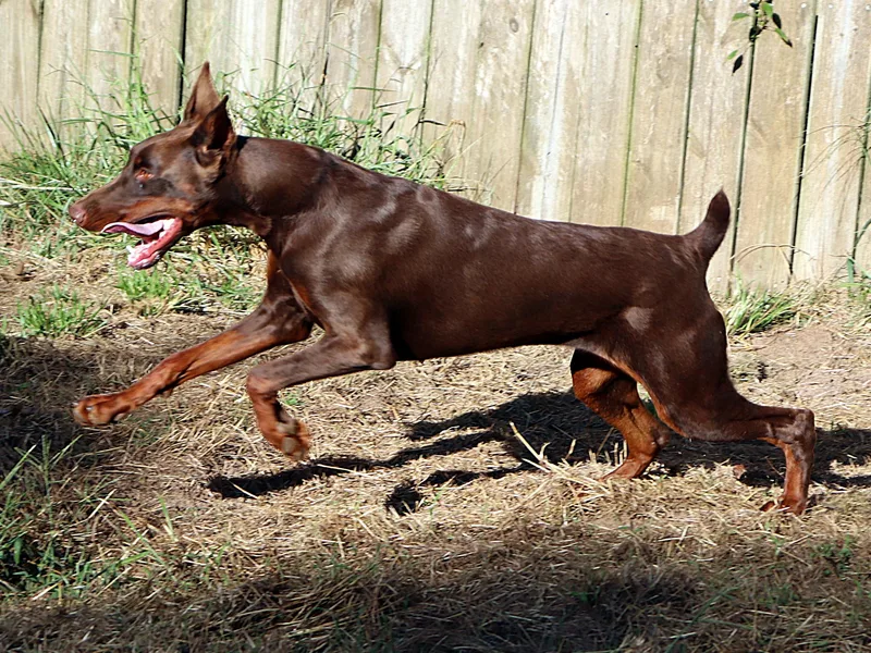 Havenhaus Dobermans