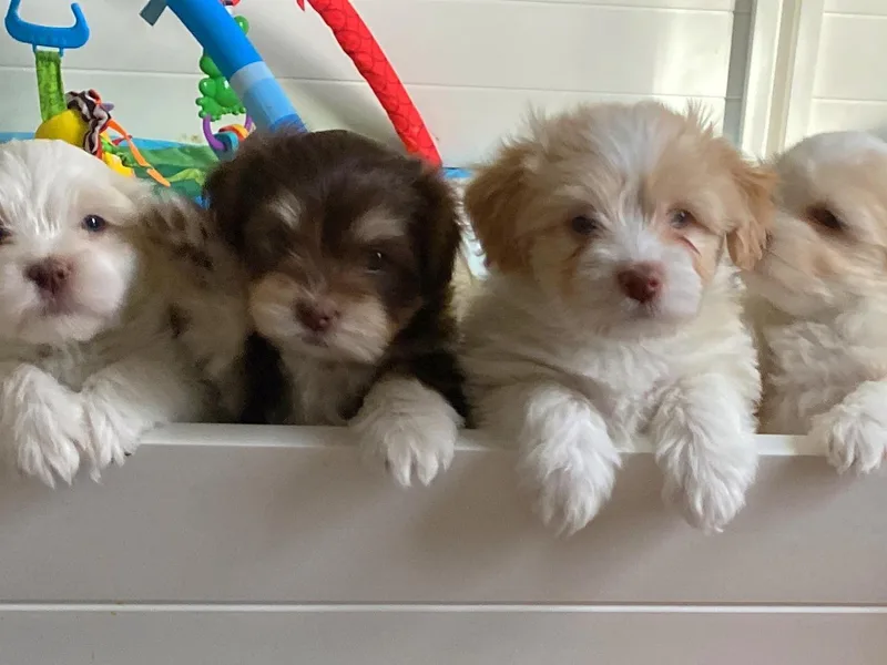 Havi Haus (Coco's Puppies)