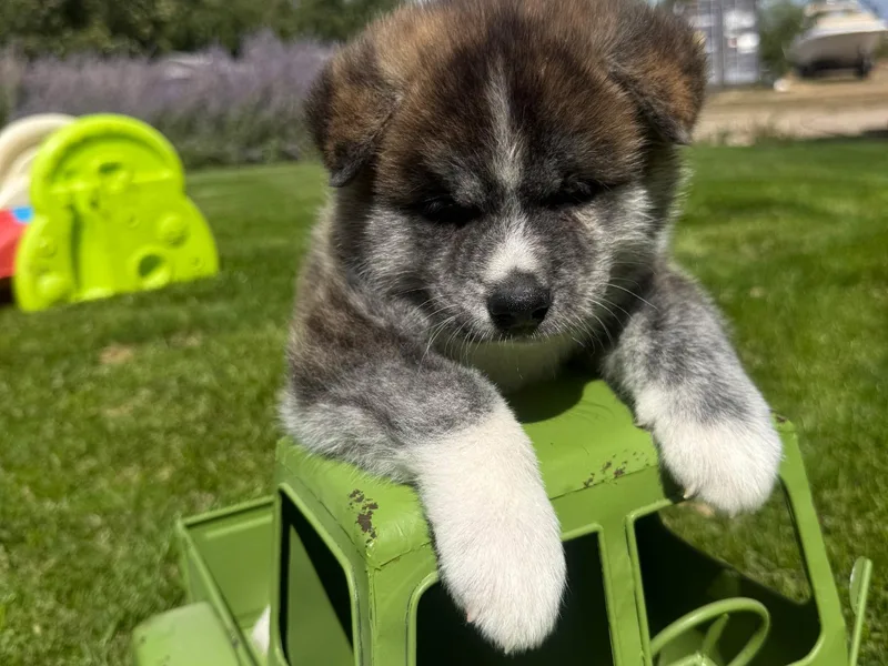 Havoc Akitas