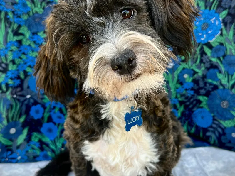 Havta Hav R Havanese
