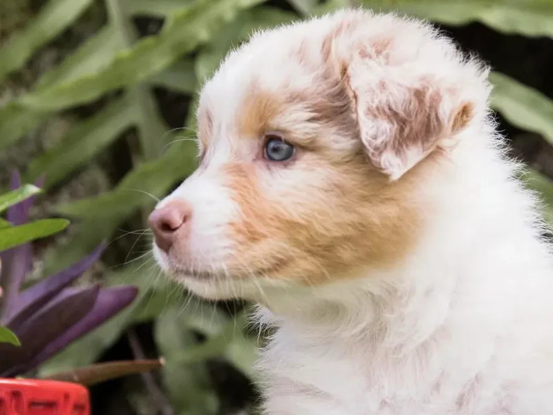 Hawaii Australian Shepherds