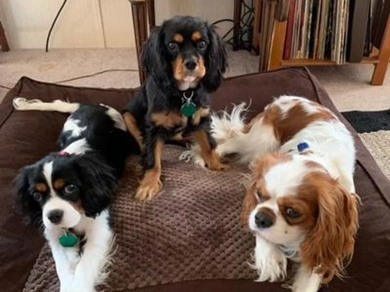 Hawbaker's Lovable Cavaliers
