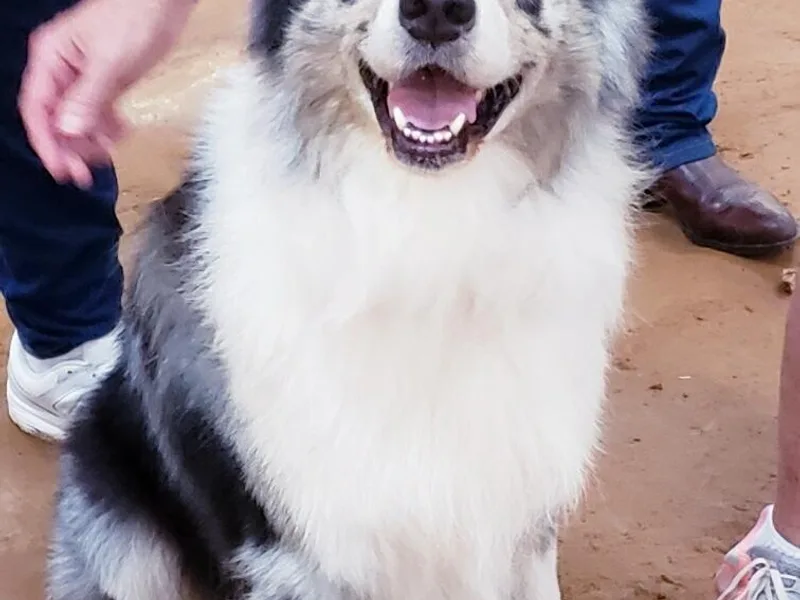 Hawk Hill Australian Shepherds