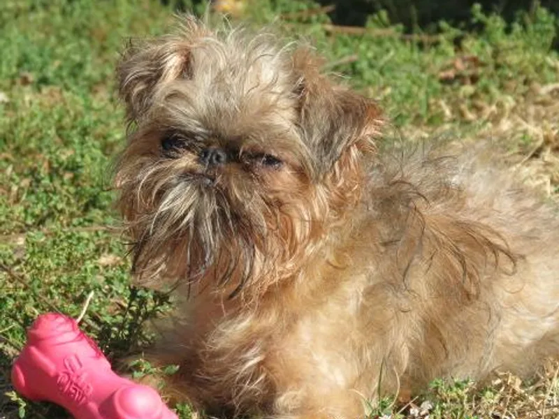 Hawk Pond Brussels Griffon