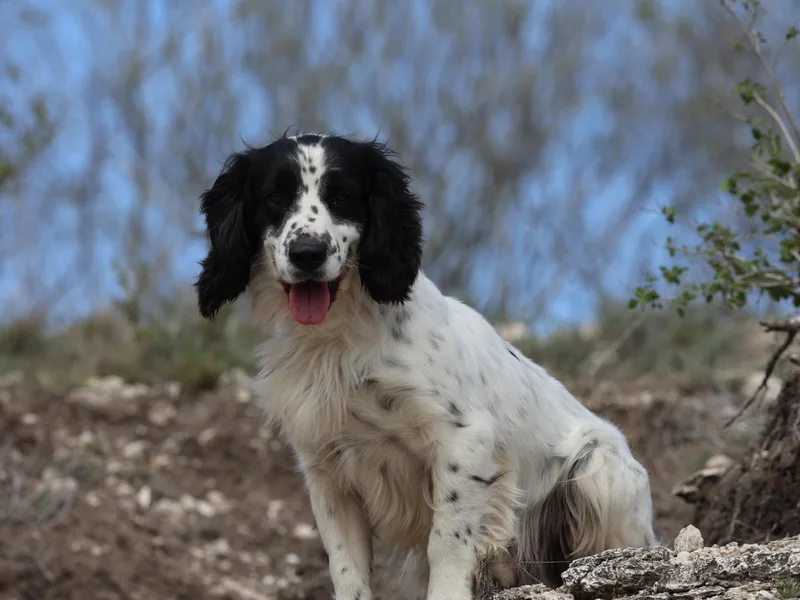 Hawkeye Kennels photo 1