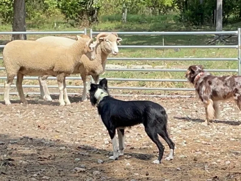 Hawkins Working Australian Shepherds