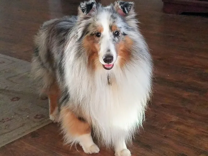 Hawks Acres Shelties