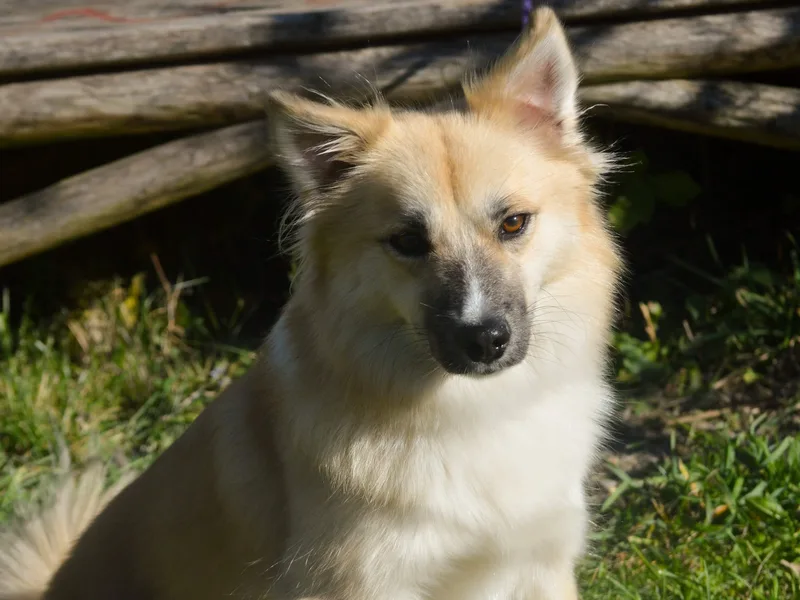 Hawkspar Icelandic Sheepdogs