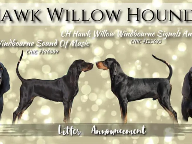 HawkWillow Hounds