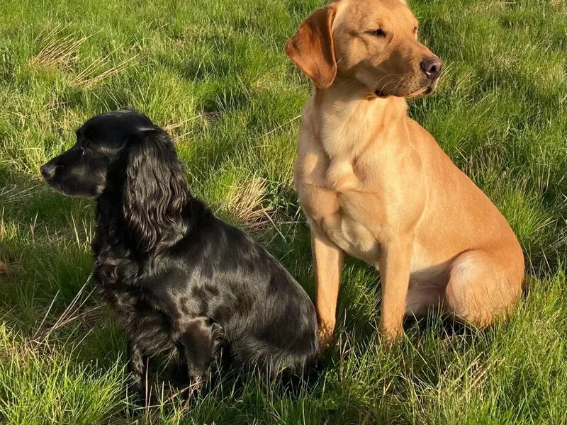 Hawthorne Gundogs photo 1