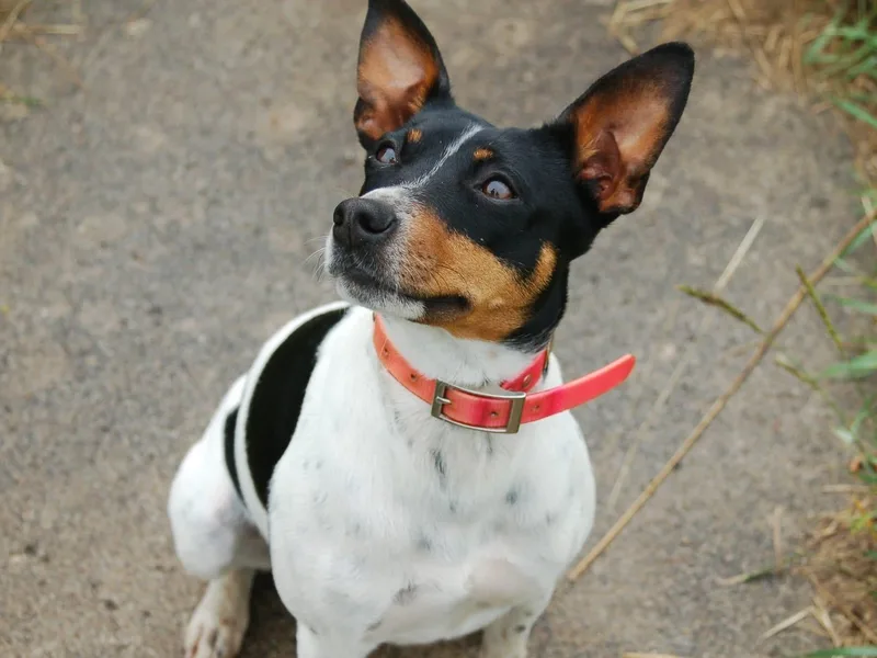 Hawthorne Terriers photo 1