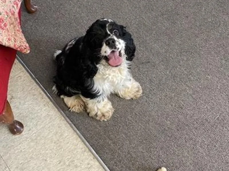 Hay Creek Cocker Spaniels
