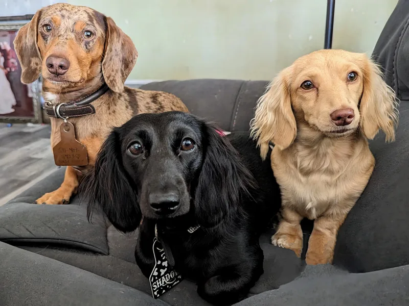 HayDay Dachshunds
