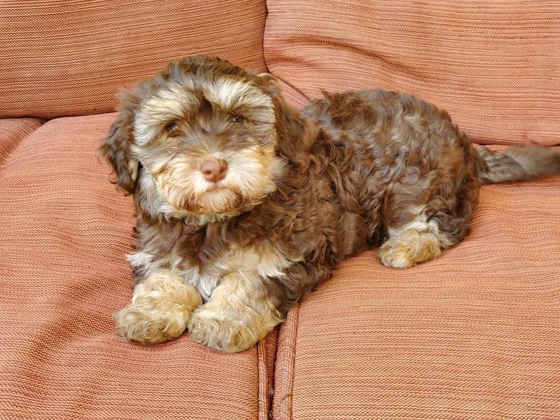 Hayden's Havanese