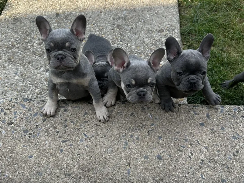 Hayes Frenchies