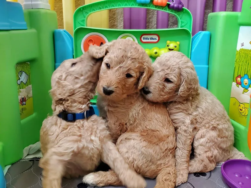 Hayes Poodles Champion Bloodline