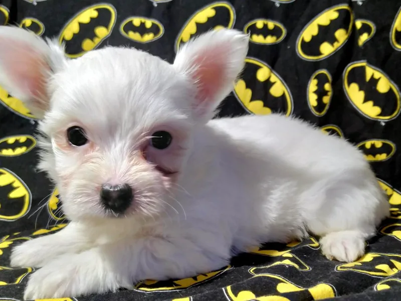 Haylies Fur-Ever Puppies photo 1