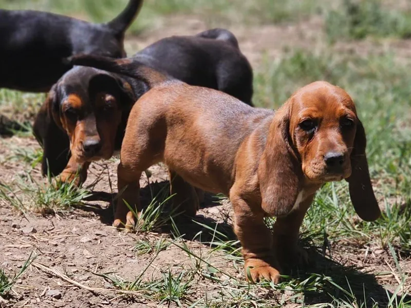 Hays Family Homstead