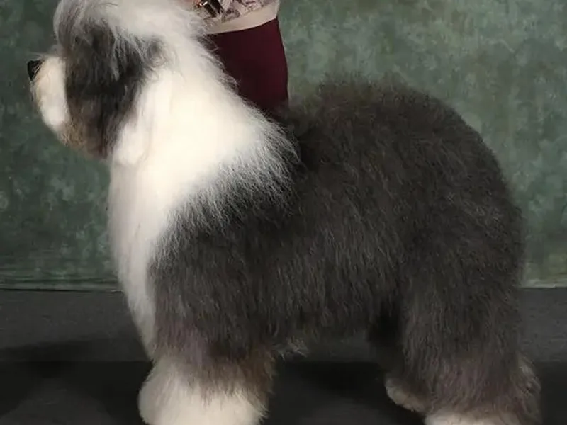 Haystac's Old English Sheepdogs