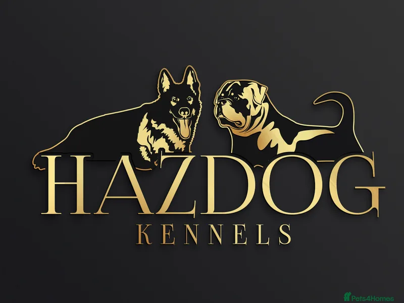 Hazdog kennels  photo 1