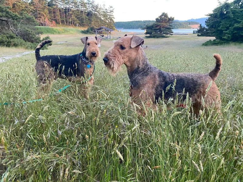 Hazel Blue Airedales