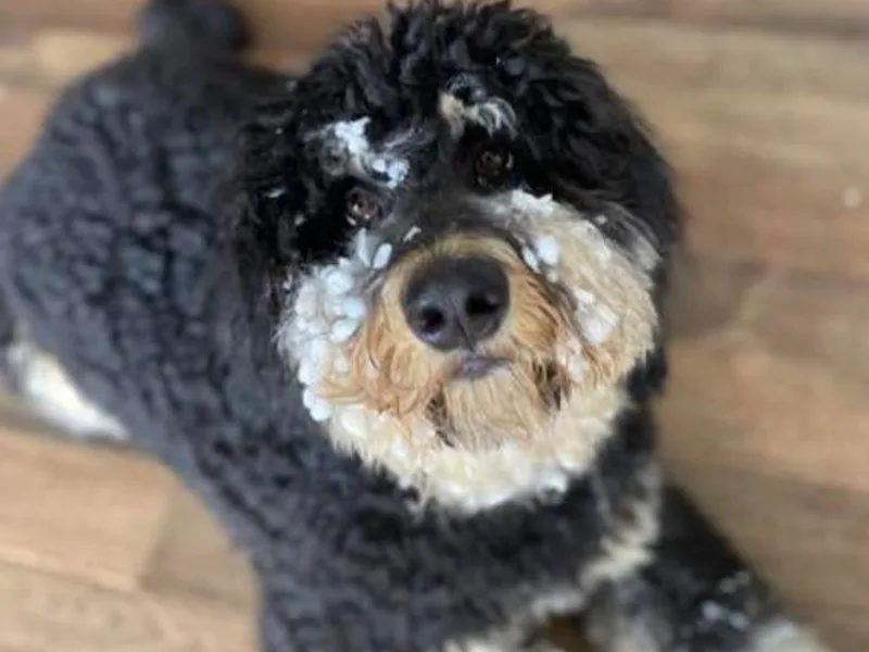 Hazel the Bernedoodle
