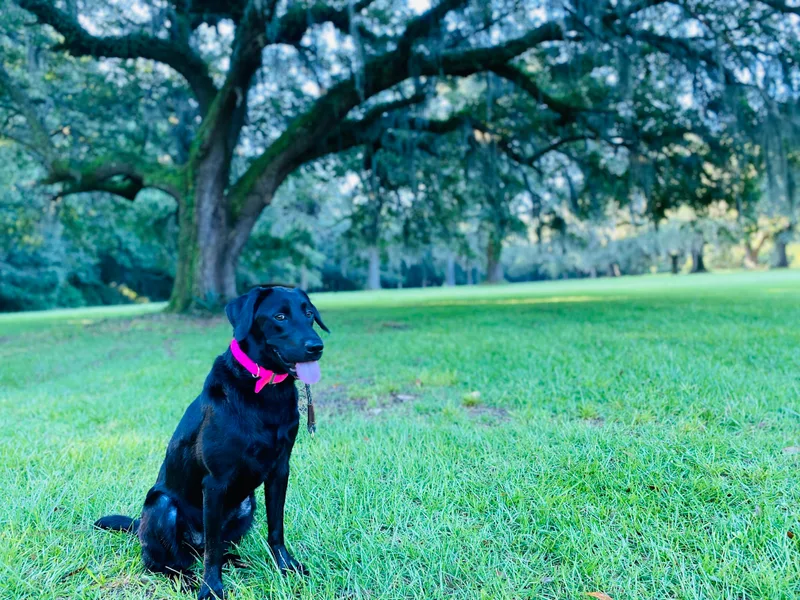 Hazel Woods Retrievers