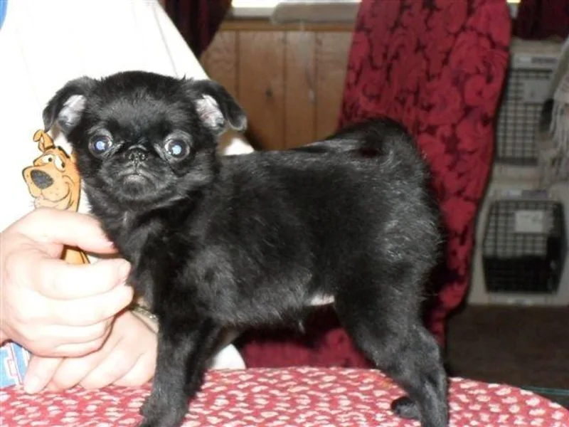 Hazeldean Brussels Griffons