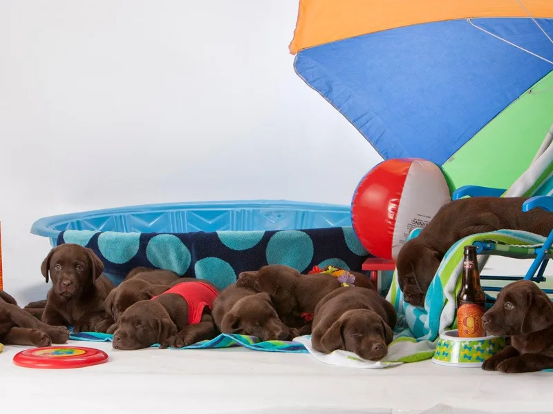 Hazelnut Farm Labradors