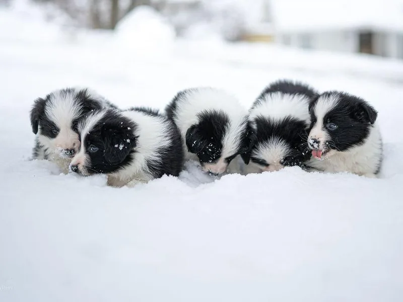 Hazelwood Border Collies