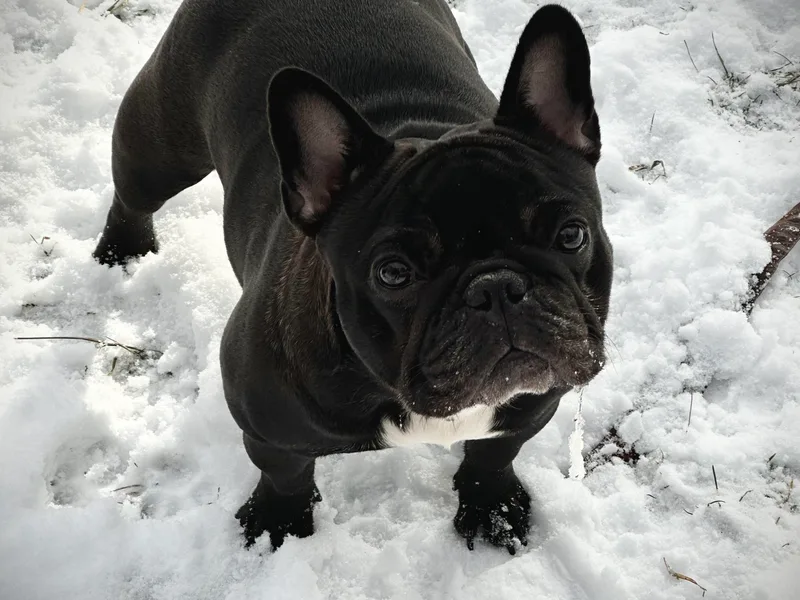 HazyDayFrenchies