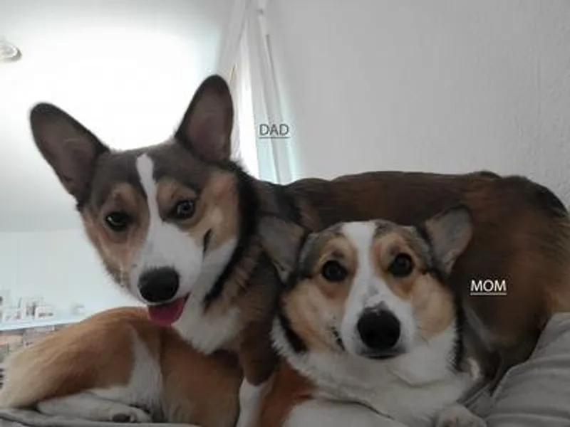 HB Corgi Ranch photo 1