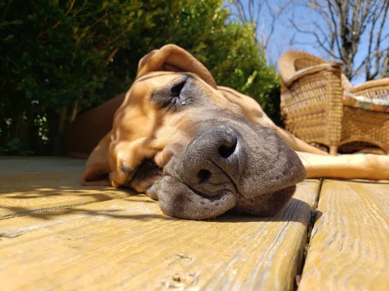 HCR Great Danes