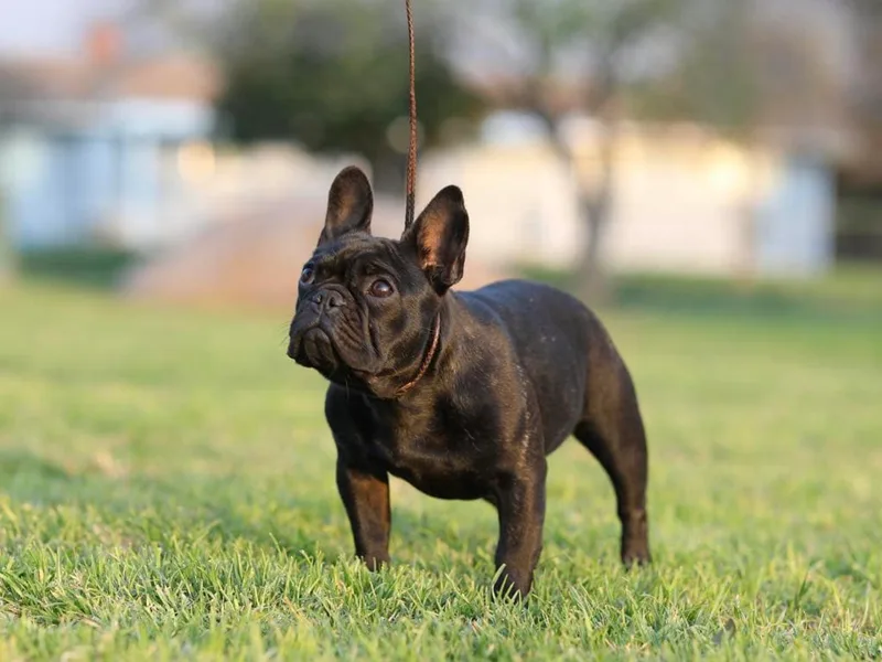 HDH French Bulldogs