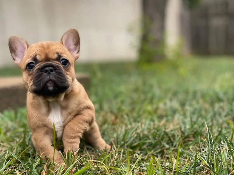 Head Turner Kennels, LLC photo 1