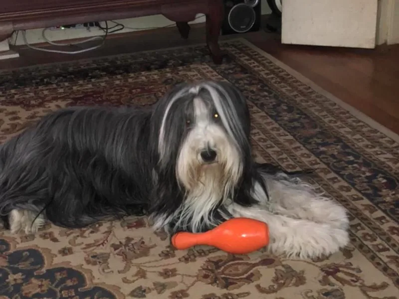 Headline Bearded Collies