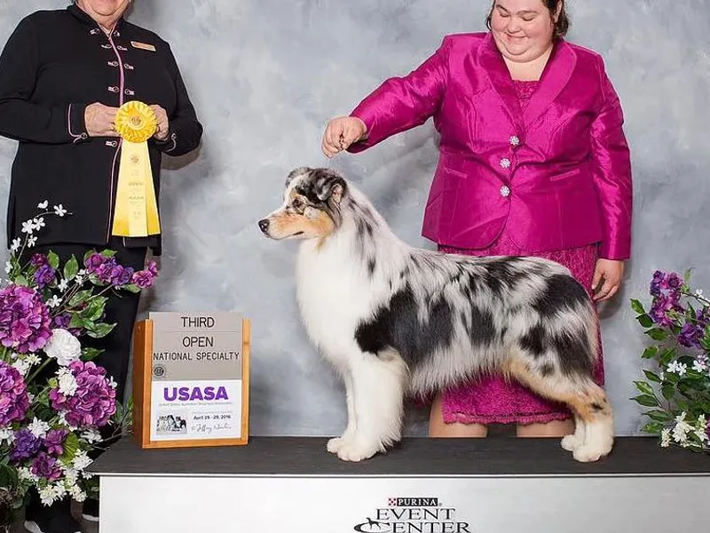 Headstrong Australian Shepherds