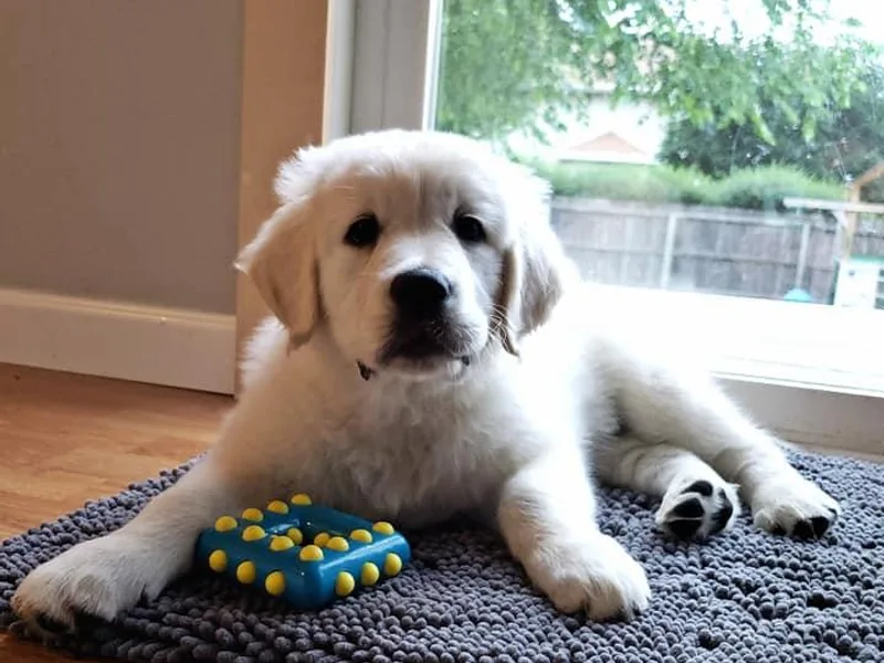 Healing Hearts Therapy Goldens