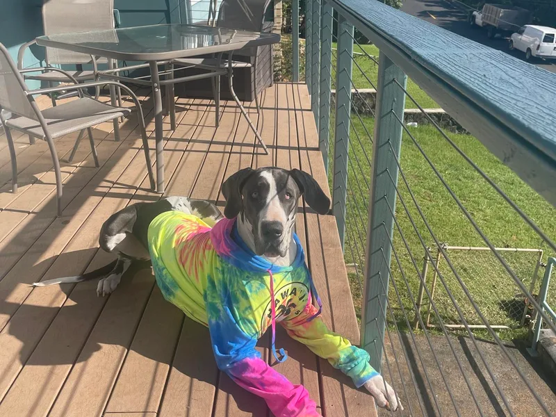 Heart 2 Heart Great Danes