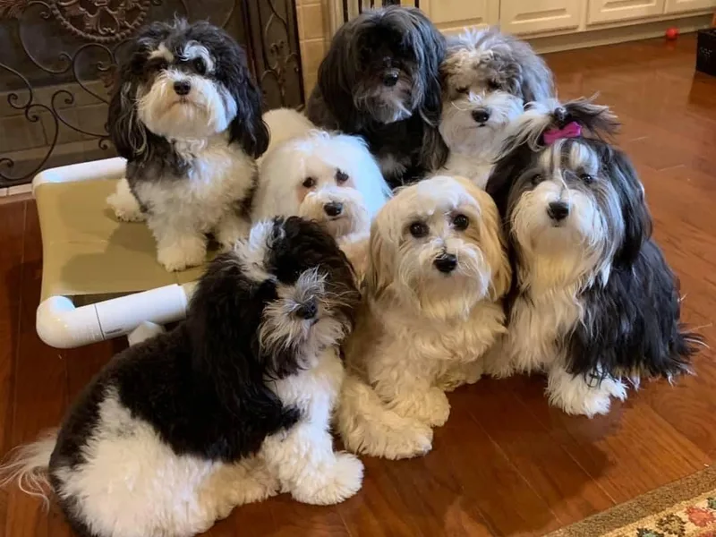 Heart 2 Heart Havanese