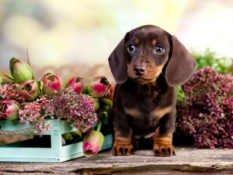 Heart 2 Heart Puppies