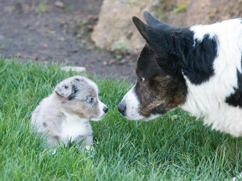 Heart &amp; Soul Corgis