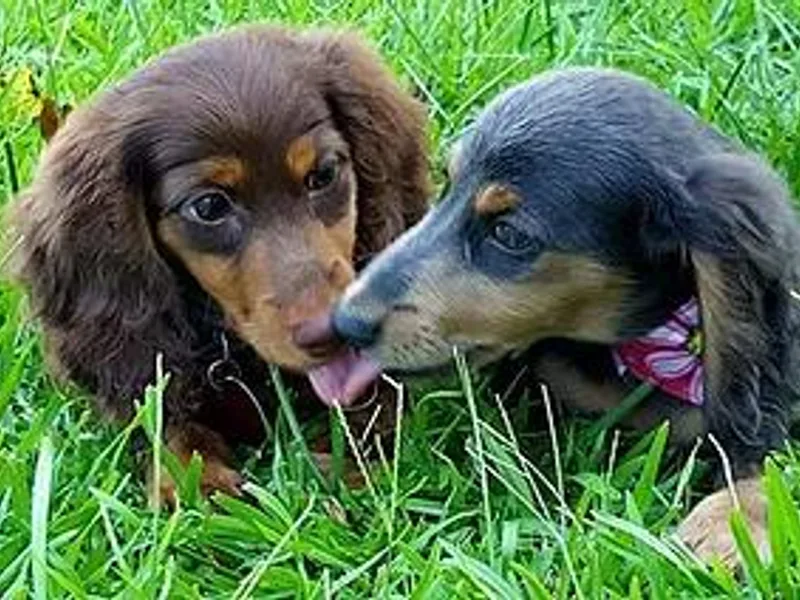 Heart &amp; Soul Mini Doxies photo 1