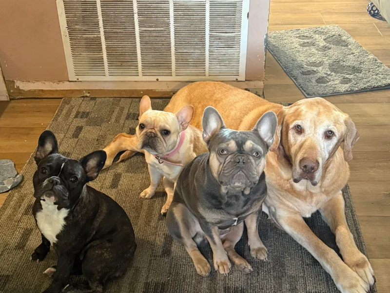 Heart and Soul French Bulldogs