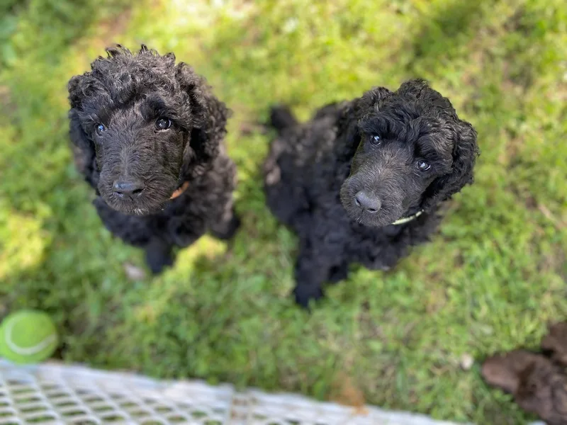 Heart and Soul Standard Poodles